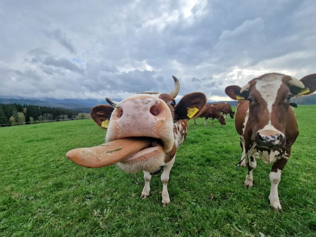 Genießen Sie eine Auszeit im Schwarzwald und buchen Sie eine Ferienwohnung für die ganze Familie in der Nähe vom Europa Park und Rulantica